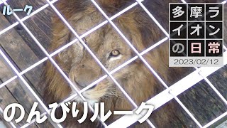 のんびりルーク 2023/2/12【多摩ライオン】