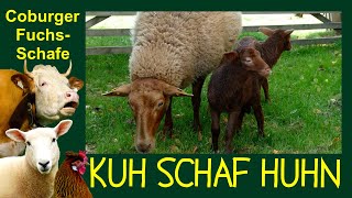 KUH SCHAF HUHN Folge 5: Coburger Fuchsschafe, Rote Schafe aus Süddeutschland, Schafzucht