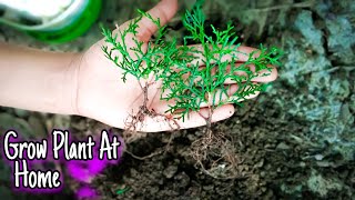 मोरपंखी को कटिंग से कैसे उगाए || Thuja Plant Growing From Cutting  🌱🌱