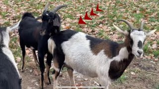 Rajanpuri Ablak Bakri Cross l Bakri Mating l Goat Point🌃🌃🌃🌃🌃