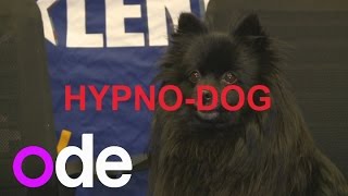 BGT's Hypno-dog: 5 things you need to know