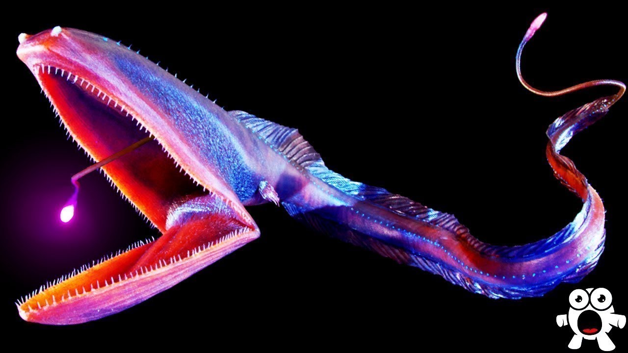 Top 10 Most Bizarre Deep Sea Creatures Ever Discovered The World Hour
