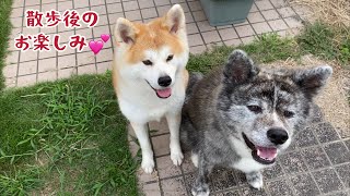 トイレは家に帰るまで我慢するスタイルの秋田犬こむぎ【Akita-inu】