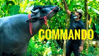 COMMANDO BULL FUN TIME | BIG BOY | VIP MURRAH BULL