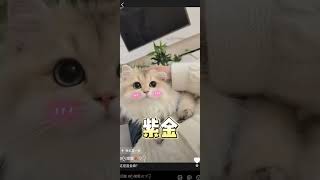 评论区鉴猫，看看有没有和你家相同品相的猫咪 猫咪鉴定猫咪 评论区看看你们的猫 新手养猫猫咪鉴赏