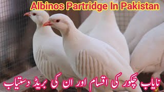 White Albino Partridge  || Albino Chakoor In Pakistan Beautiful Bird Limited Stock