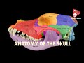 anatomy of the canine skull