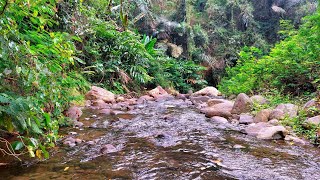 Fall Asleep Fast: Peaceful River Sounds All Night