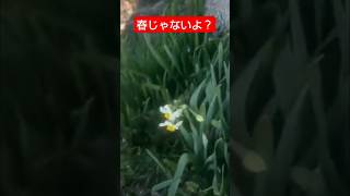 1月なのに色んな花が咲いてる！ kumiffy  バス釣り