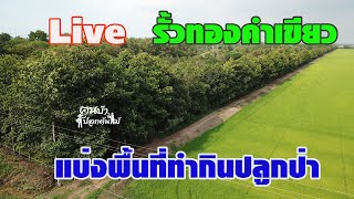 Live ชมแนวรั้วทองคำเขียว //คนบ้าปลูกต้นไม้