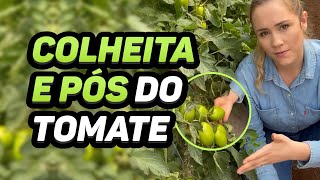 COLHEITA E PÓS-COLHEITA DO TOMATE