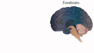 Anatomy & Phsyiology: Brain Structures