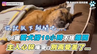 【14歲愛犬撐10小時不捨離開 主人心碎痛哭：別再受苦了...】｜@熊爸估狗dogtrainer