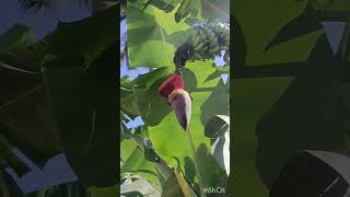 banana tree🍌🍌kodappan cutting# shorts #trending #status