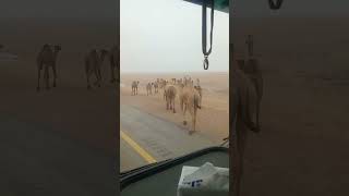 ഒട്ടകം റോഡ് ക്രോസ്സ് ചെയ്‌യുന്നു/Camel road crossing🐪🐪🐪