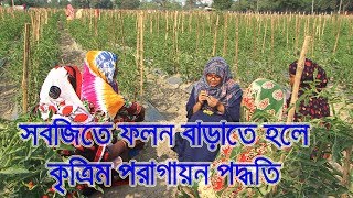 কিভাবে সবজিতে ফলন বাড়াতে হলে কৃত্রিম পরাগায়ন পদ্ধতি করবেন দেখুন | BADC Pollination | Mati O Manush