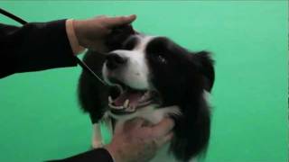 dfs Crufts 2011 - Frank Kane meets a Border Collie!