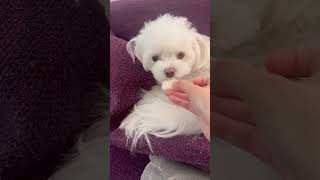 警戒しながら梨を食べる犬🐶【チワマルぴの】 #マルチーズ #チワワ #shorts #犬のいる生活 #cutedog