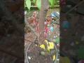 Pruning Belimbing Madu Cepat Berbuah #shorts #pruning #shortsvideo #belimbing #fyp #shortsviral