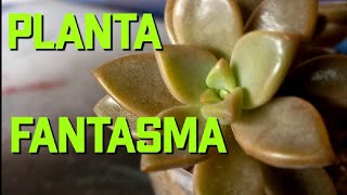 planta fantasma