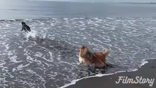 シェルティ　こむつむ　雨が上がったのでかんちゃんと海遊び