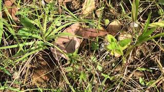 ゲノウェーウァタテハモドキJunonia genoveva ナポ・アプヤ 2018/10/29 Apuya Napo, Butterfly of Ecuador