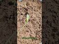 bean growth timelapse.