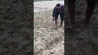 Cabbage farming #funny #kishan #123kishan #comedy #voiceeffects #kisan #duet #fouryoupage #देख