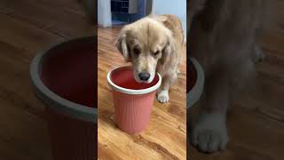 Cute dog 🥰 #trending #video #shorts #imotional #dogvideo #like video dog lovers ♥️