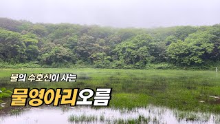 솔로트레킹_물영아리오름_제주 I