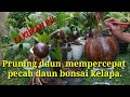 Pruning Mempercepat Proses Pecah Daun Bonsai Kelapa//Pemula Harus Tahu Caranya