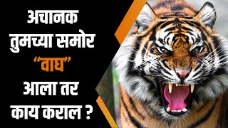 अचानक तुमच्या समोर वाघ आला तर काय कराल ?