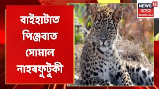 Baihata Chariali Leopard News | বন বিভাগৰ নহয়, অজ্ঞাত লোকে পতা ফান্দত পৰিল নাহৰফুটুকী