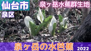 泉ヶ岳の水芭蕉 泉ヶ岳水蕉群生地 2022/04/10