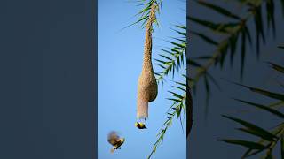 Baya weaver #birds #bayaweaver #wildlifephotography #nikonz9 #birdwatching #birdphotography #natgeo