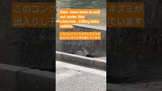 Rabbit Island in Japan.・・・１００９　S　VID_20221121_114047_OC5.mp4