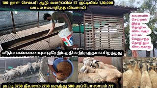 ##100 நாள் செம்மறி ஆட்டில் வளர்ப்பில் இவ்வளவு லாபம் கிடைக்குமா...(1,30,000) மாஸ்...