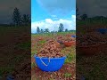 🌿🌱🌾☘️🍀 #villagelife #agriculture #vivasayamkappom #vivasayam #villagevlog