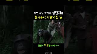 침팬지를 섬에 풀어주자 벌어진 일ㅣ동물을 진심으로 사랑하고 교감하면 벌어지는 일ㅣ제인 구달 박사ㅣ감동 영상 #shorts