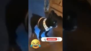 Funny animals moment part 288 #funny videos #funnyvideo