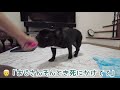 【くっさっ😖】肛門腺爆発事件！！【frenchbulldogフレンチブルドッグ】