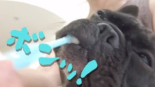 【くっさっ😖】肛門腺爆発事件！！【Frenchbulldogフレンチブルドッグ】