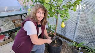 Five Essential Tips for Growing Lemons in 60 Seconds