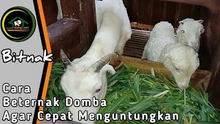 CARA BETERNAK DOMBA AGAR CEPAT MENGUNTUNGKAN