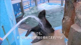 【トド】なかなか友達になれないトドの赤ちゃん（伊勢シーパラダイス／水族館）