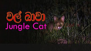 jungle cat | වල්බාවා