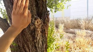 ÁRBOL DEL OLMO SIBERIANO, Ulmus pumila, Poderoso antibiótico para superbacterias y mucho más.