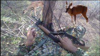 de cacería de venado cola blanca nos bajo un alesnillo i también una venada en ispiadero en amaca 🫡🦌