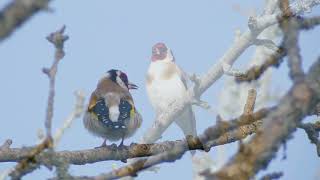 Nature's Jewel: The Goldfinch and its Exquisite Song