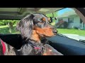 Petsfit Dog Car Seat for Medium dog or 2 small. Details in discription #dogmom